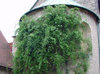 Rosenstock